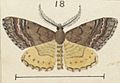 Fig 18 MA I437610 TePapa Plate-XI-The-butterflies full (cropped)