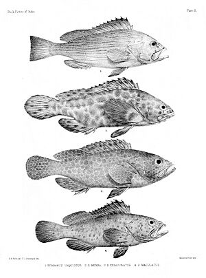 Fishes of India. Atlas. Plate II