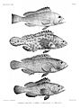 Fishes of India. Atlas. Plate II