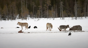 Five wolves eating carcass in the spring snow in Kuhmo. Sudet lumella. 1.4.2021 4K SDR 01