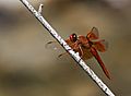 Flame Skimmer (Libellula saturata), male, dragonfly