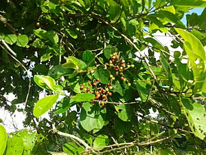 Fruits of Antidesma acidum (হেলচ)