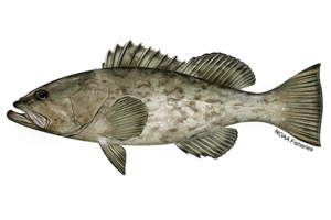 GAG GROUPER.png