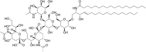 GD2 ganglioside