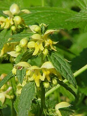 Galeobdolon luteum0