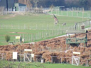 Giraffe enclosure - Noah's Ark Zoo Farm.jpg