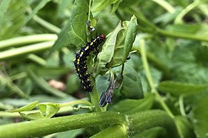 Gnophaela-vermiculata-caterpillar