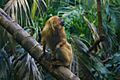 Golden-lion-tamarin