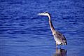 Great Grey Heron