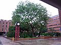 HK 香港理工大學 PolyU 紅磡 Hung Hom tree n clock tower May 2019 SSG 03