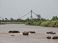 Hippos and Bridge, Burundi 067