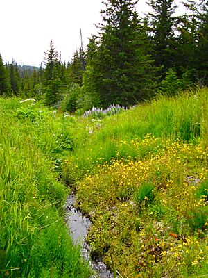 Homesteadcreekflowers