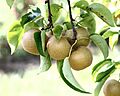 Hosui Asian pears at Lyman Orchards, 2009-08-30.jpg