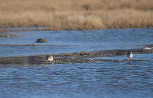 Hudsonian Godwit left, Greater yellowlegs Right. Spurwink marsh (15705565105)