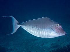 Humpback unicornfish (Naso brachycentron)