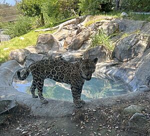 Jaguaratthezoo