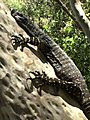 Lace Monitor (Glenrock State Conservation Area)