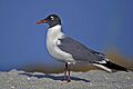 Laughing Gull in Mating Plumage