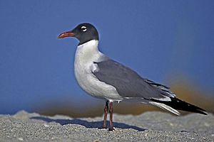 Laughing Gull in Mating Plumage