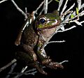 Litoria burrowsae