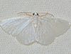 Lomographa vestaliata - White Spring Moth (15465373343).jpg