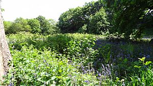 Long Wood, Norwood Green 4