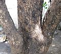 Longan (Dimocarpus longan) Tree lower trunk