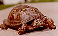 Male Eastern Box Turtle Fayette County Pennsylvania June 30, 1979