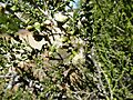Melaleuca cardiophylla (leaves and flowers)