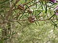 Melaleuca pentagona (fruits)