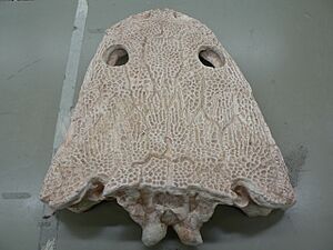 MetoposaurusDorsal