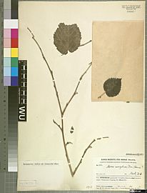 Morus mongolica (dried) University of Vienna Institute for Botany Herbarium 1