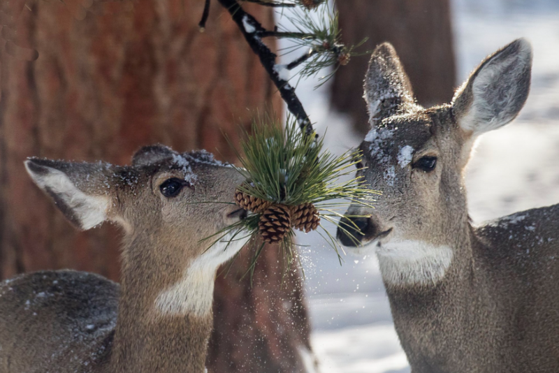 Mule deer eating pine needles