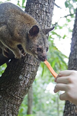 Northern brushtail possum hand fed