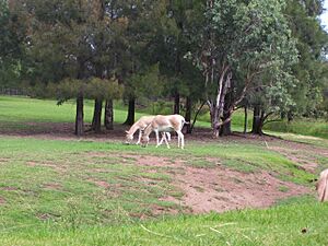 Persian Onagers Western Plains Zoo 2006