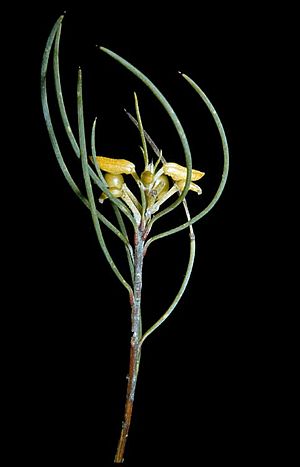 Persoonia saundersiana.jpg
