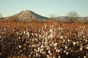 Picacho peak with cotton