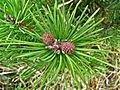 Pinus contorta var bolanderi foliage immature cones.jpg