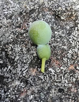 Podocarpus elongatus Groot Winterhoek fruit