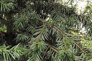 Podocarpus oleifolius-IMG 8771