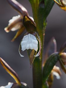 Prasophyllum brevilabre close-up