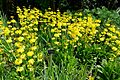 Primula helodoxa - Savill Garden - Windsor Great Park, England - DSC06424