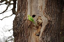 Psittacula krameri -Richmond Park, London, England-8
