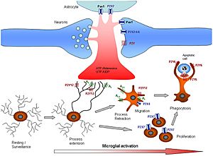 Purinergic signalling Microglia