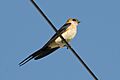 Red-rumped swallow in Calpe, Spain - May 2018 01