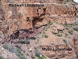 Redwall, Temple Butte and Muav formations in Grand Canyon.jpg