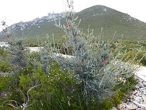 Regelia velutina
