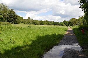 Ruislip Woods 2