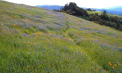 Russian Ridge-Wildflowers