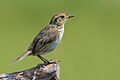 Saltmarsh sharp tailed sparrow